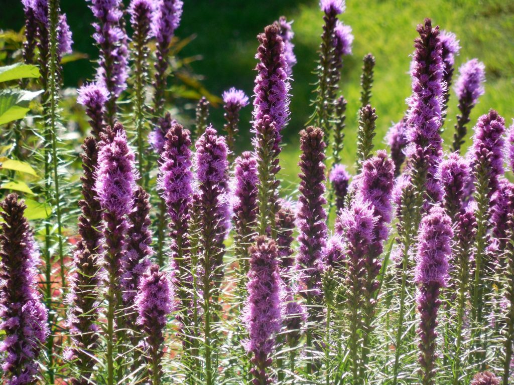 purple wildflower liatris