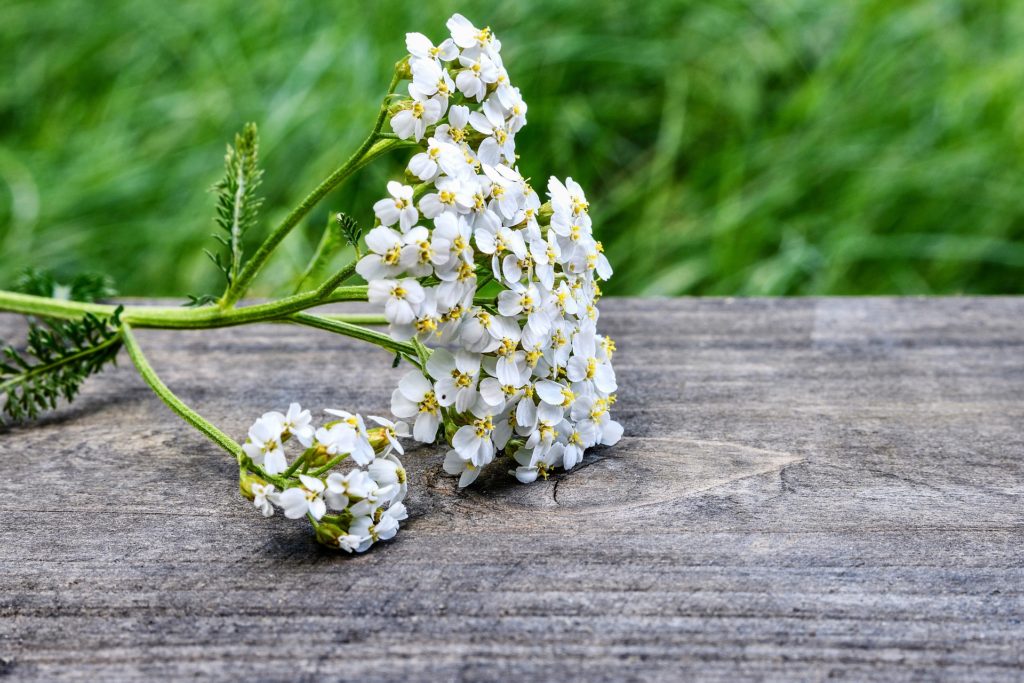 White Yarrow wildflower in Utah